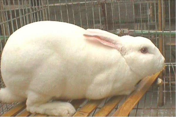 兔子繁殖技术