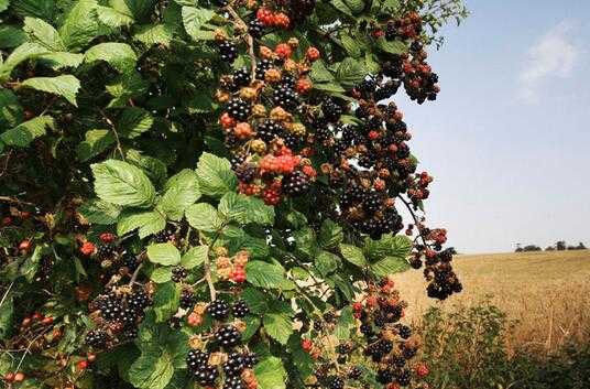 2017种植黑莓赚钱吗？
