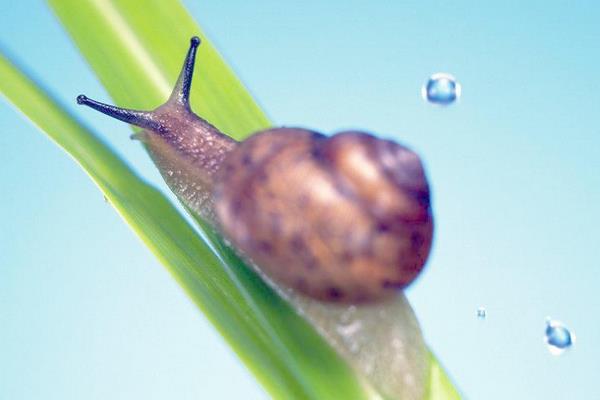 2015养蜗牛赚钱吗？2015蜗牛养殖前景及市场价格分析