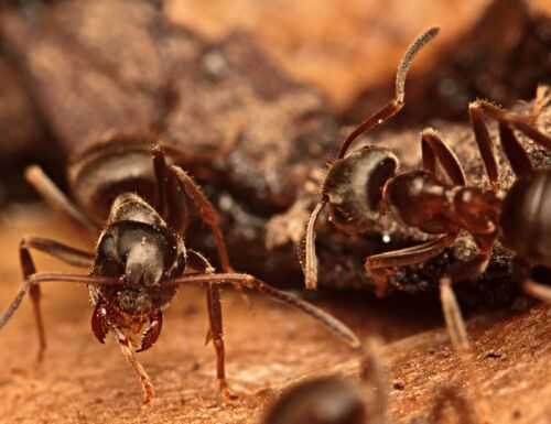 2016养蚂蚁