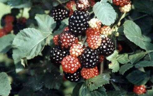 黑莓的栽培技术