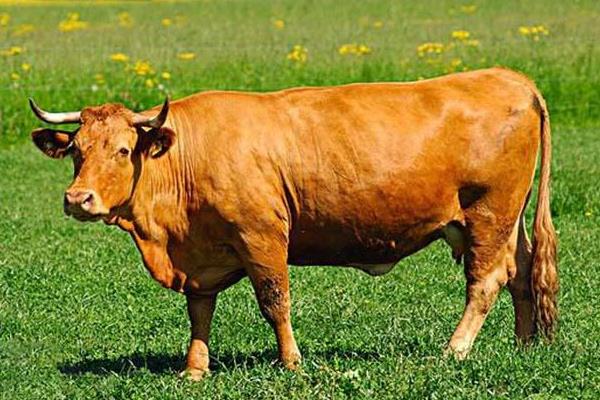 黄牛和水牛哪个贵？水牛为什么比黄牛贵？价格分别是多少？