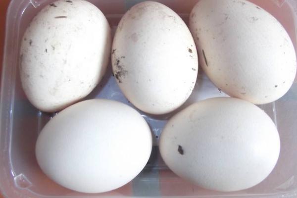 孔雀蛋怎么孵化 孔雀蛋要孵化多少天