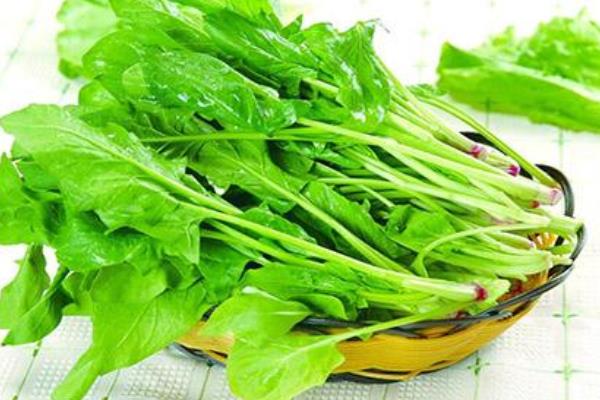 菠菜功效与作用及禁忌 菠菜营养价值