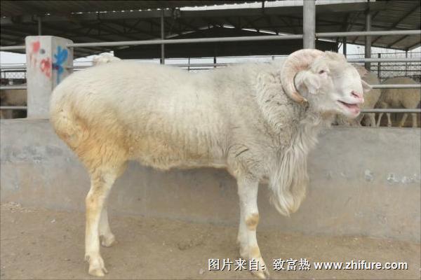 小尾寒羊价格多少钱一斤？
