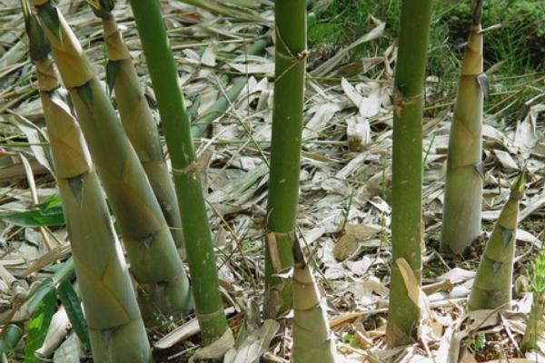 竹笋种植新技术