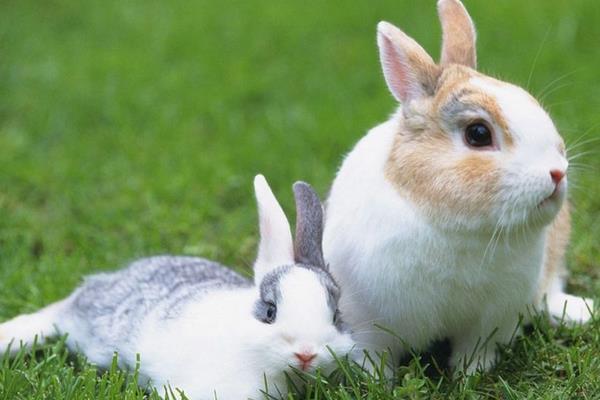 养兔子会传染人疾病吗 养兔子的注意事项