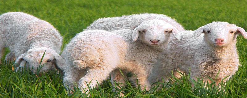 小尾寒羊繁殖成活率