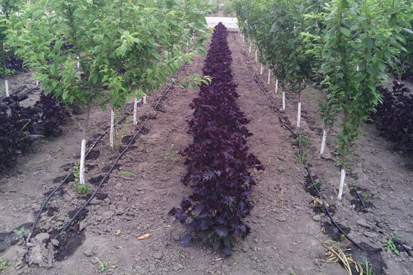 紫苏盆栽技术 紫苏种子怎么种