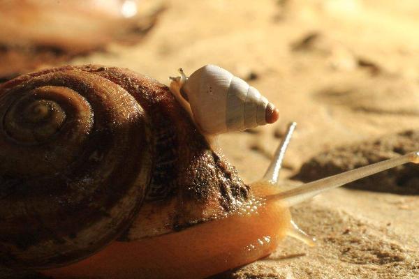 蜗牛吃什么？