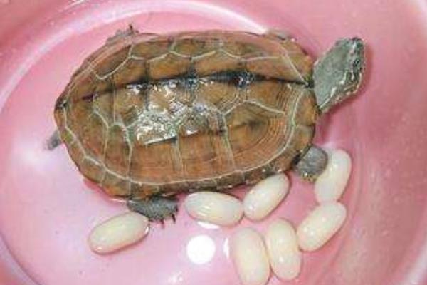 乌龟蛋怎么孵化 乌龟生的蛋能够吃吗