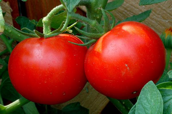 番茄就是西红柿吗 番茄和西红柿的区别是什么