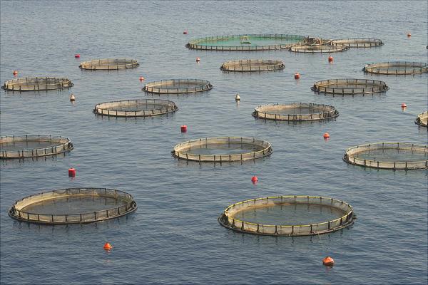 生态养鱼技术