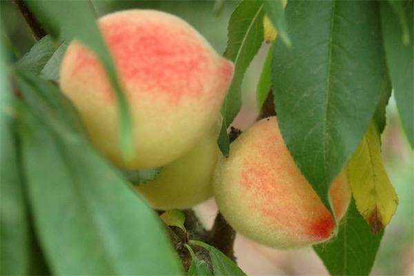 新品种桃树苗有哪些