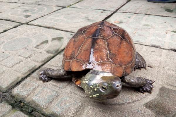 乌龟的寿命一般有多长？