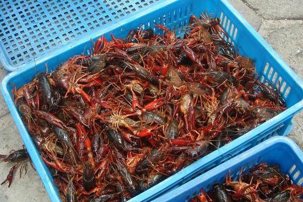 小龙虾种苗价格多少钱一斤？
