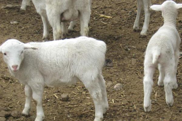 养羊11种常见病的防治