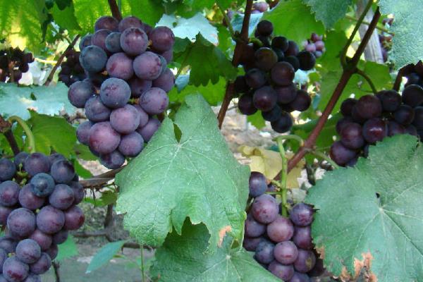 葡萄种植施肥时间和方法