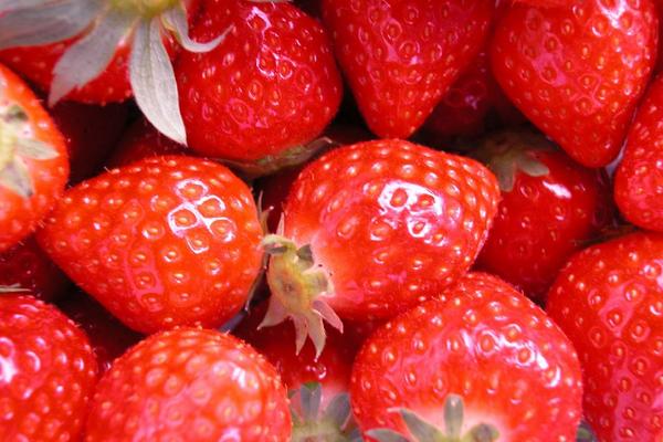 草莓种植技术及日常管理方法