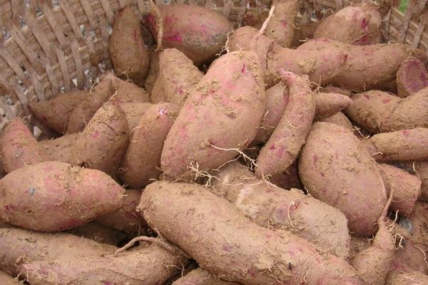 红薯地下害虫防治方法