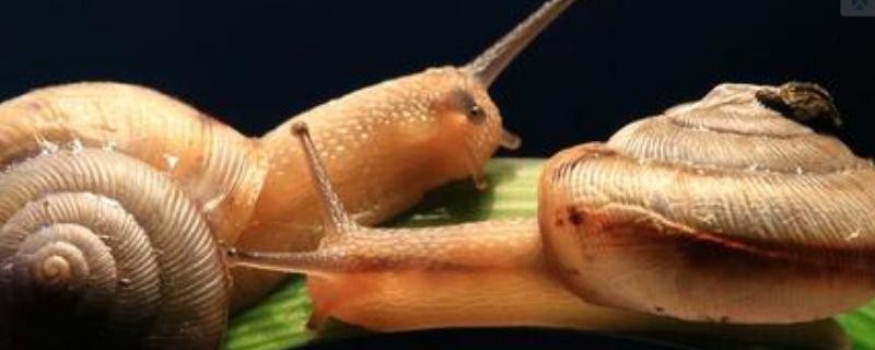 蜗牛养殖一年赚多少？前景和销路怎么样？风险大吗