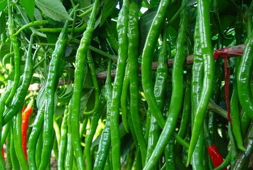 2017种植青椒的前景和市场价格行情