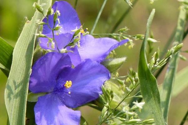 紫露草种子市场价格多少钱一斤 紫露草的养殖方法