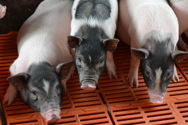50斤香猪杀了有多少肉？香猪能长多少斤？市场价格多少钱一斤？