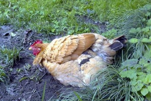 春天养鸡容易得什么病