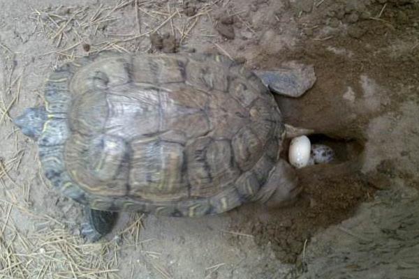 乌龟怎么养才能生蛋