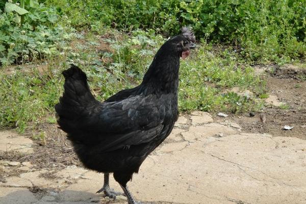五黑鸡怎么养 五黑鸡养殖技术与注意事项
