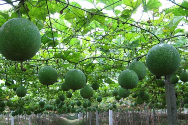 瓜蒌科学种植技术
