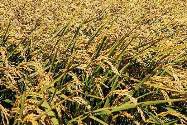 高产水稻前十名的品种，附亩产斤数