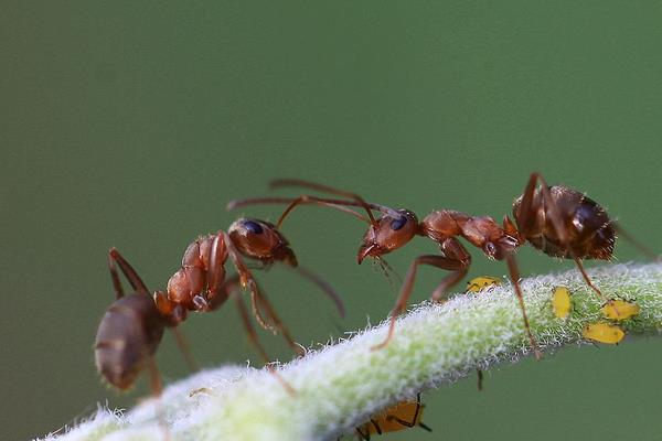 花盆里有蚂蚁怎么办？