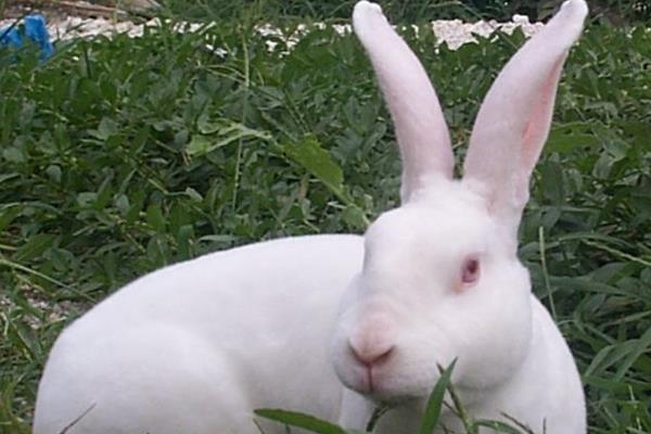 獭兔和肉兔的区别是什么 獭兔养殖前景怎样