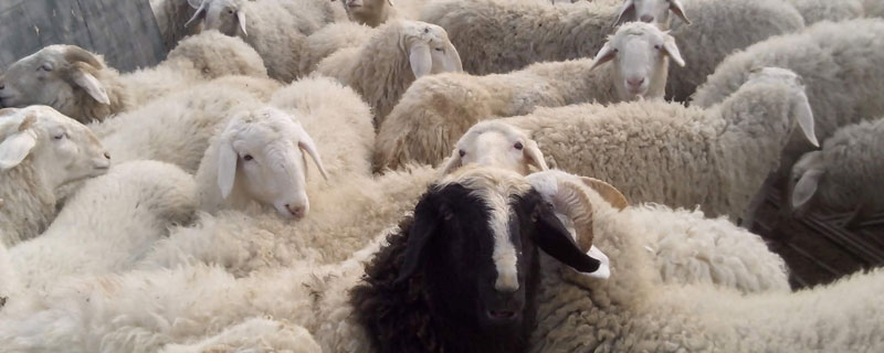 小尾寒羊价格多少钱一只？小尾寒羊养殖赚钱吗，附快速育肥方法