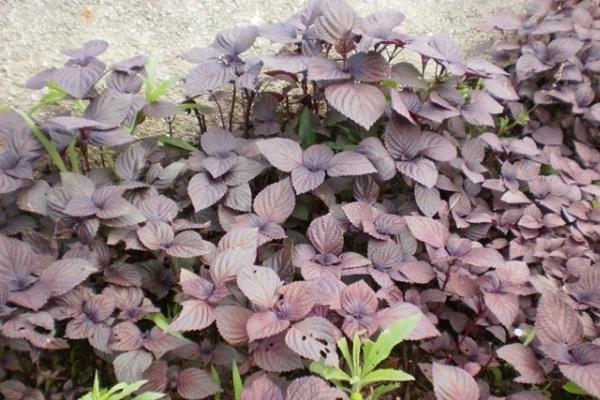 紫苏怎么种植 紫苏种植方法与注意事项
