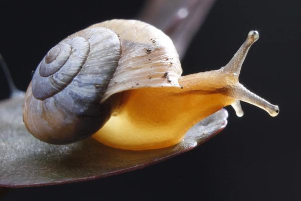 蜗牛能吃吗？