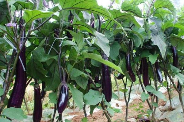 茄子科学高产种植技术
