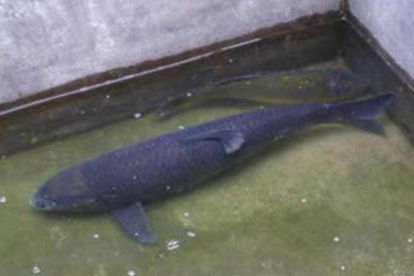青鱼吃什么食物 青鱼一年能长多少斤 青鱼最大能长多少斤