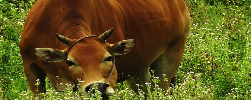 黄牛怀孕几个月生产小牛