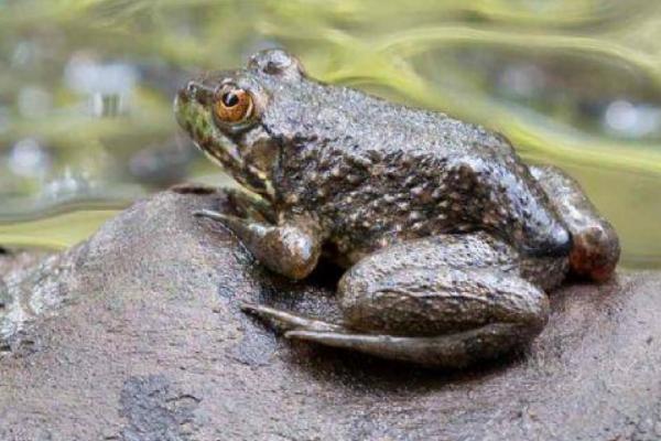 牛蛙是青蛙吗 牛蛙和青蛙的区别是什么
