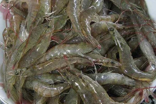 河虾养殖季节