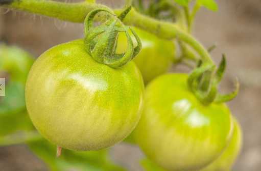 番茄的营养价值和功效 不成熟的西红柿生吃容易中毒
