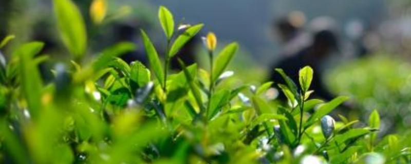 茶树苗种植