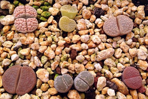 生石花种子市场价格多少钱一斤 生石花种子播种方法
