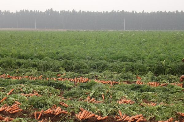 胡萝卜怎么种 胡萝卜科学种植技术