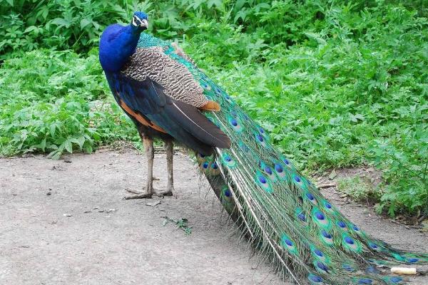 绿孔雀为什么珍贵 绿孔雀和蓝孔雀哪个美