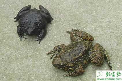 石蛙养殖种蛙的选择方法
