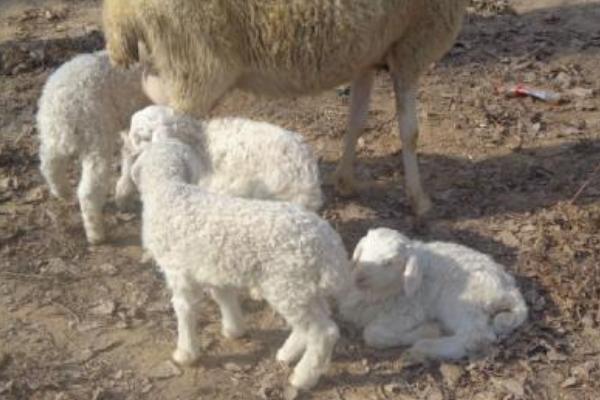 小尾寒羊一年产几窝 小尾寒羊一胎产几只